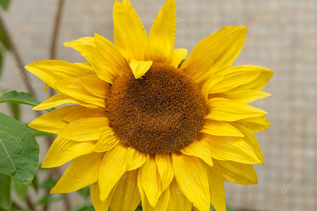 Girassol amarelo em um jardim