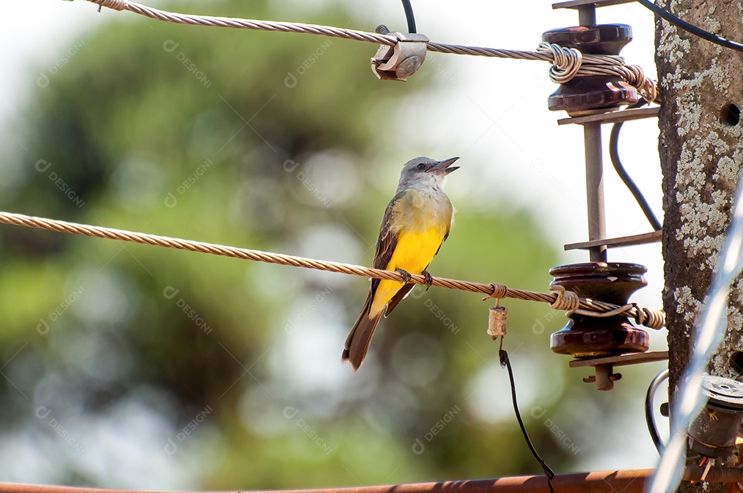 Pássaro Kingbird tropical amarelo na luz giratória (Tyrannus melancholicus)