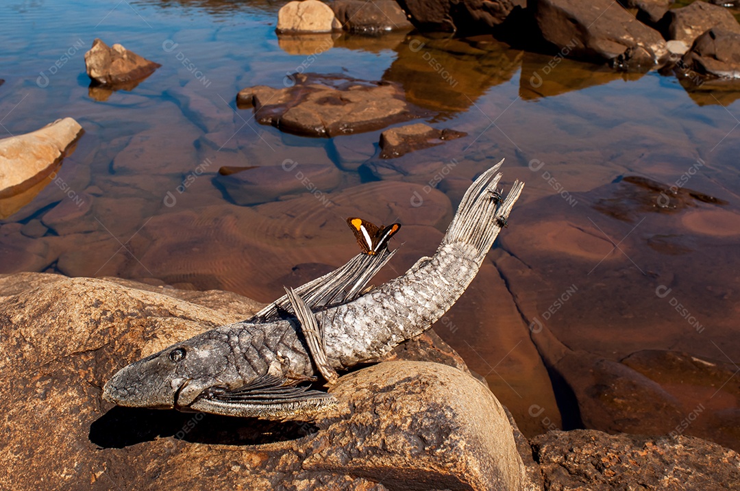 Borboleta em cima de peixe morto na margem do rio