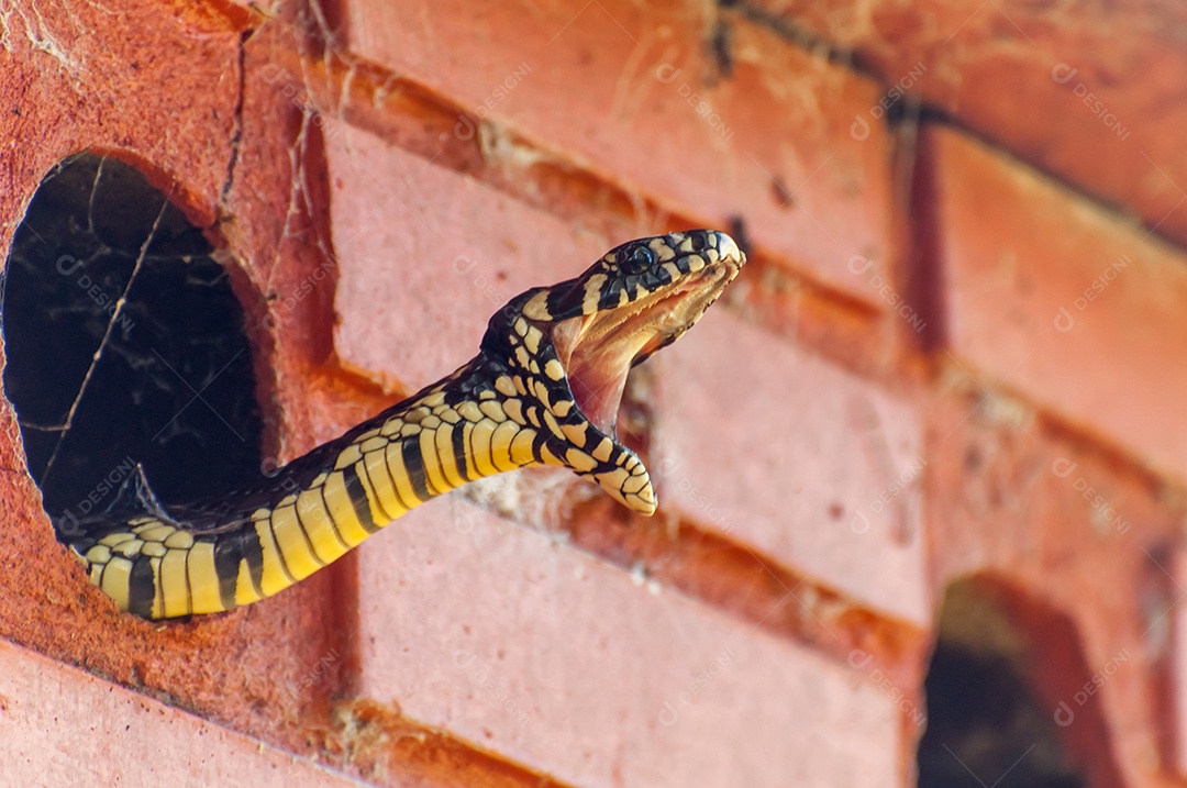 Cobra canina (Spilotes pullatus) abrindo a boca no Brasil