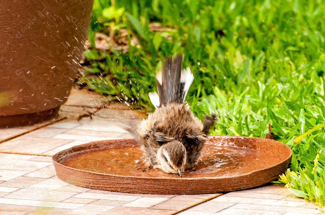 Mockingbird de sobrancelha giz tomando banho (Mimus saturninus)