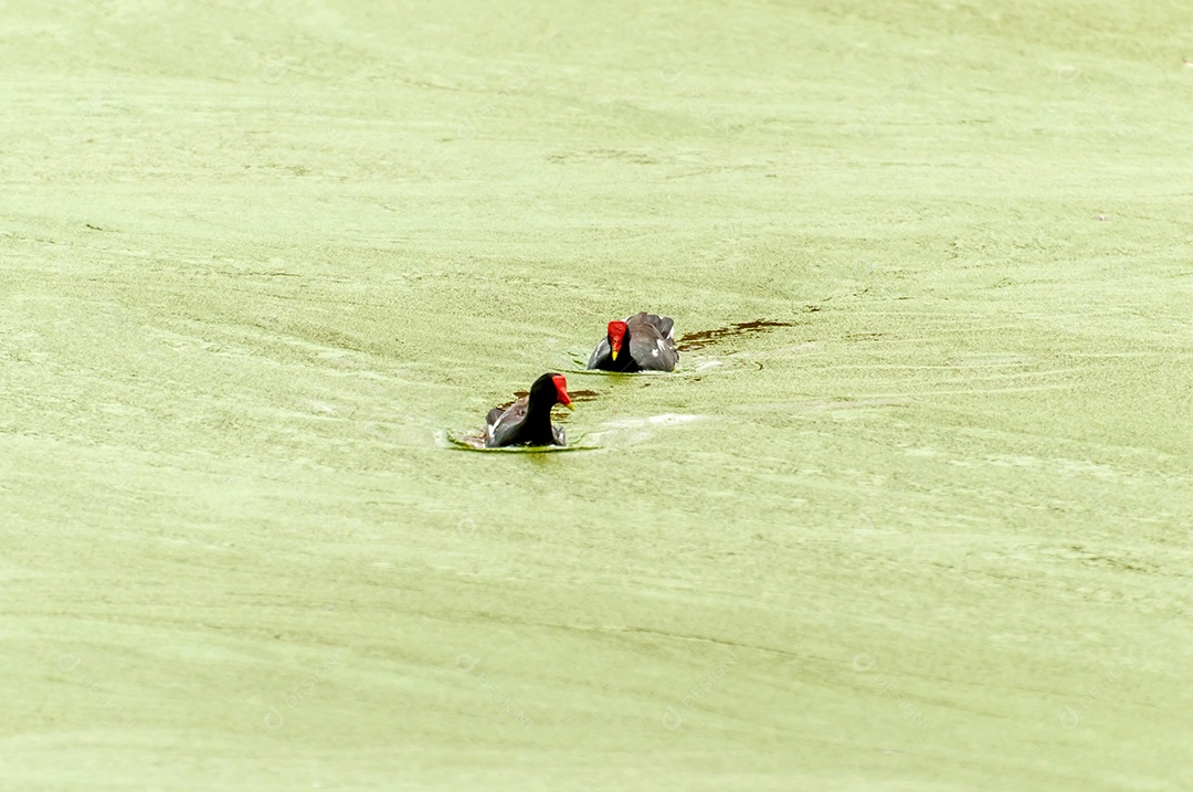 Aves Gallinule comuns nadando no lago (Gallinula galeata)