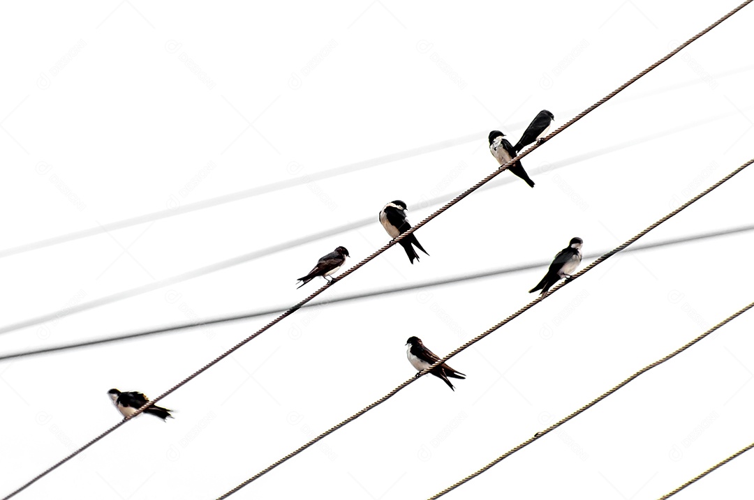 Bando de andorinhas azuis e brancas em fios de energia (Pygochelidon cyanoleuca)