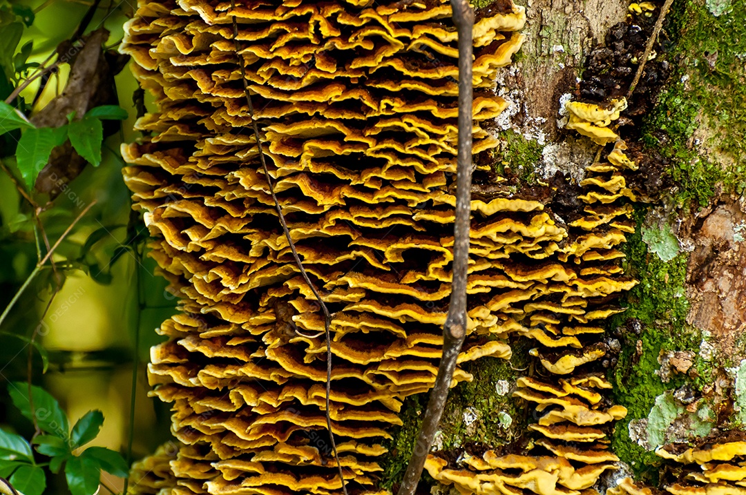 Fundo de textura de árvore com cogumelos e fungos