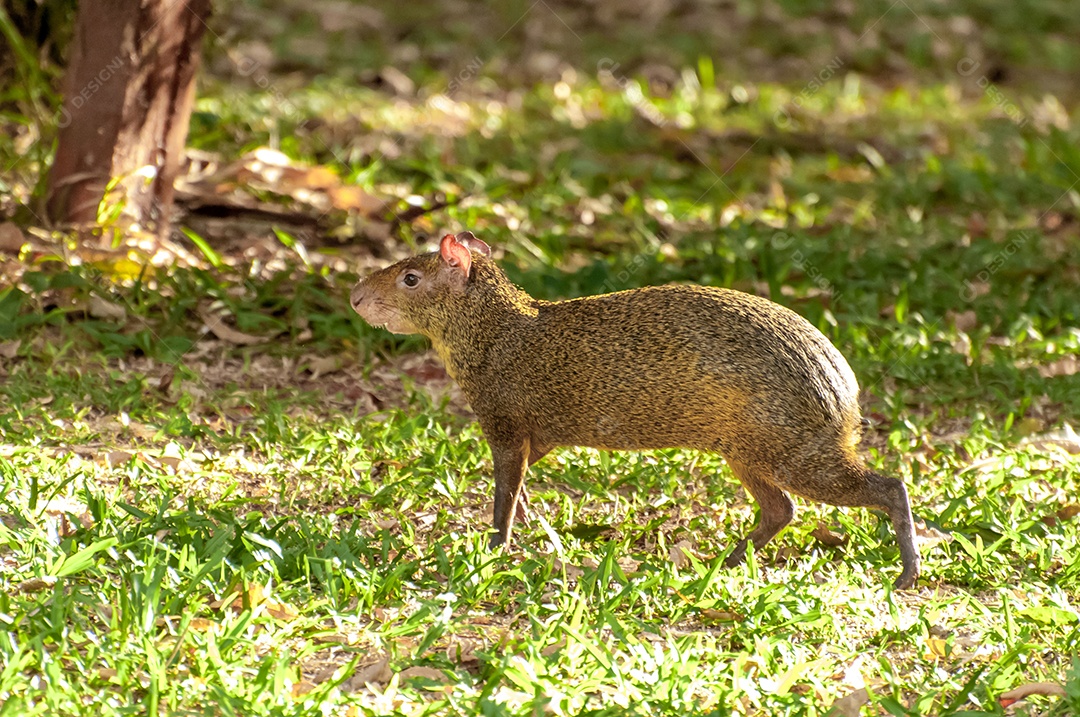 Cutia selvagem na mata atlântica no Brasil