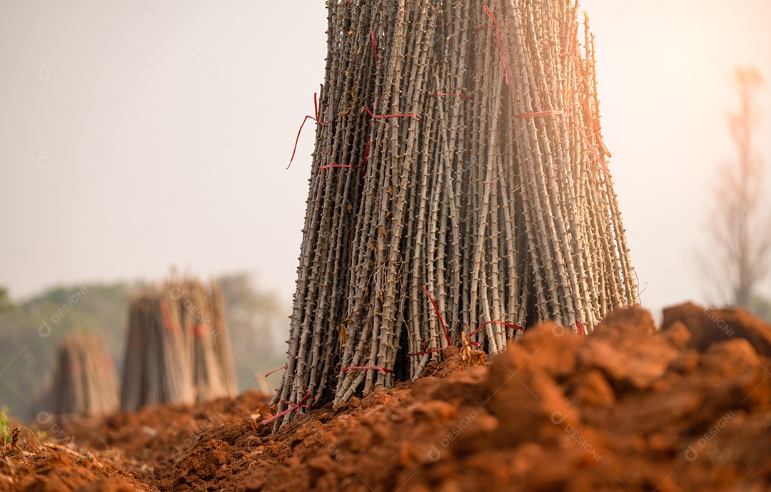Fazenda de mandioca campo de planta de mandioca ou tapioca