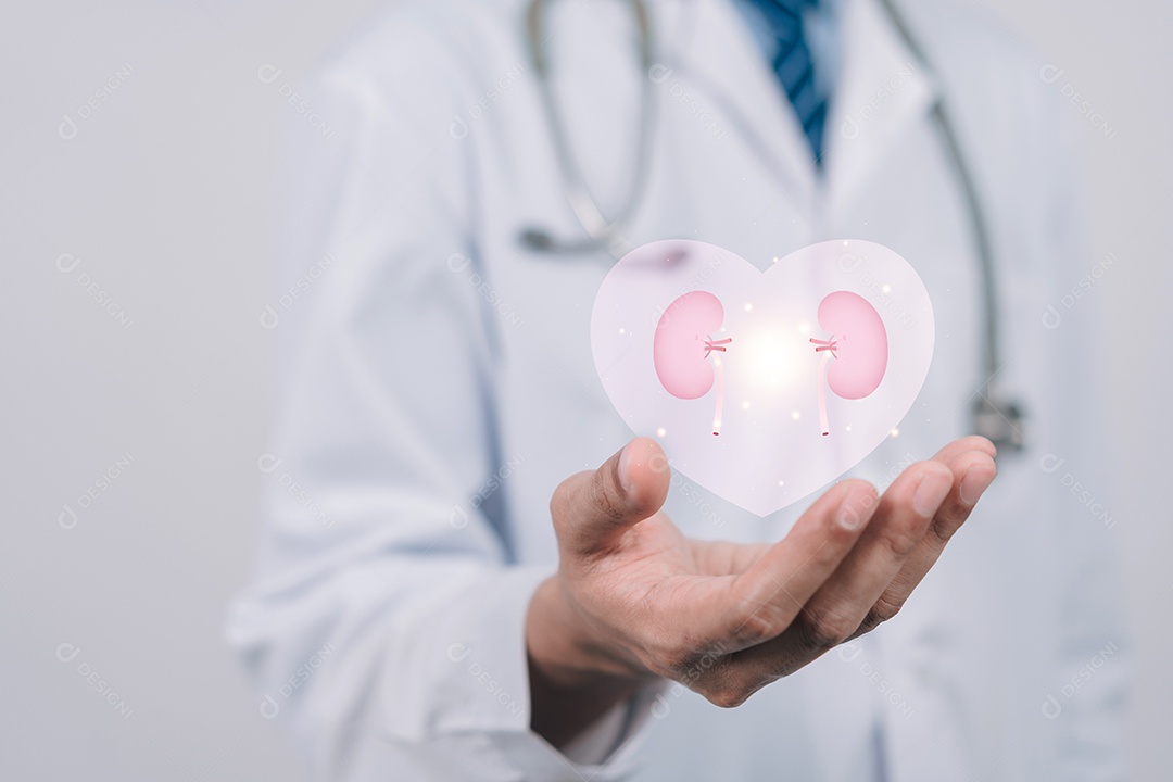 Médico em um jaleco branco segurando órgão renal, doença renal crônica, insuficiência renal