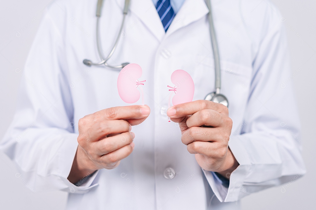 Médico em um jaleco branco segurando corte de papel de órgão renal, doença renal crônica