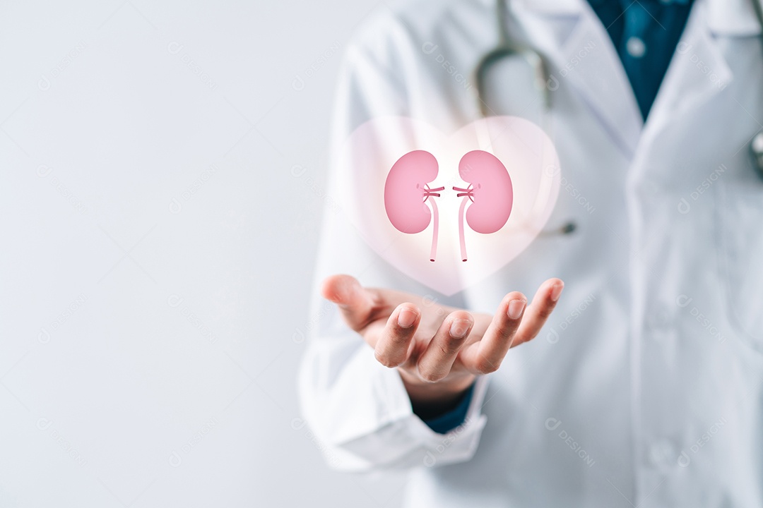 Médico em um jaleco branco segurando órgão renal