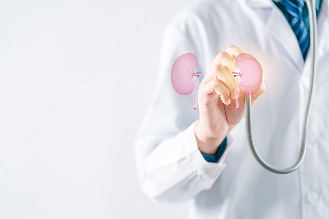 Médico em um jaleco branco segurando órgão renal, doença renal crônica