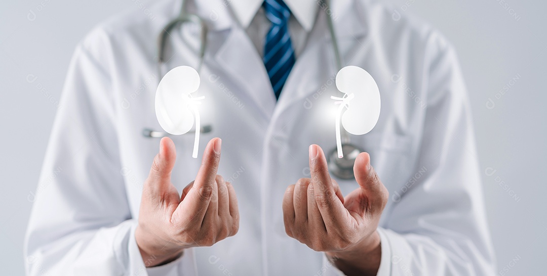 Médico em um jaleco branco segurando órgão renal