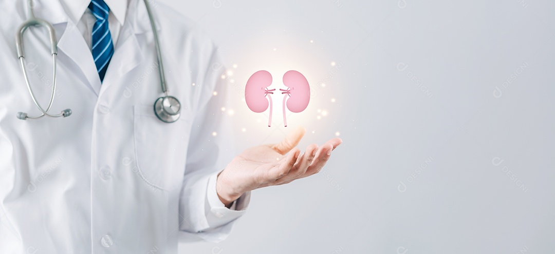 Médico em um jaleco branco segurando órgão renal