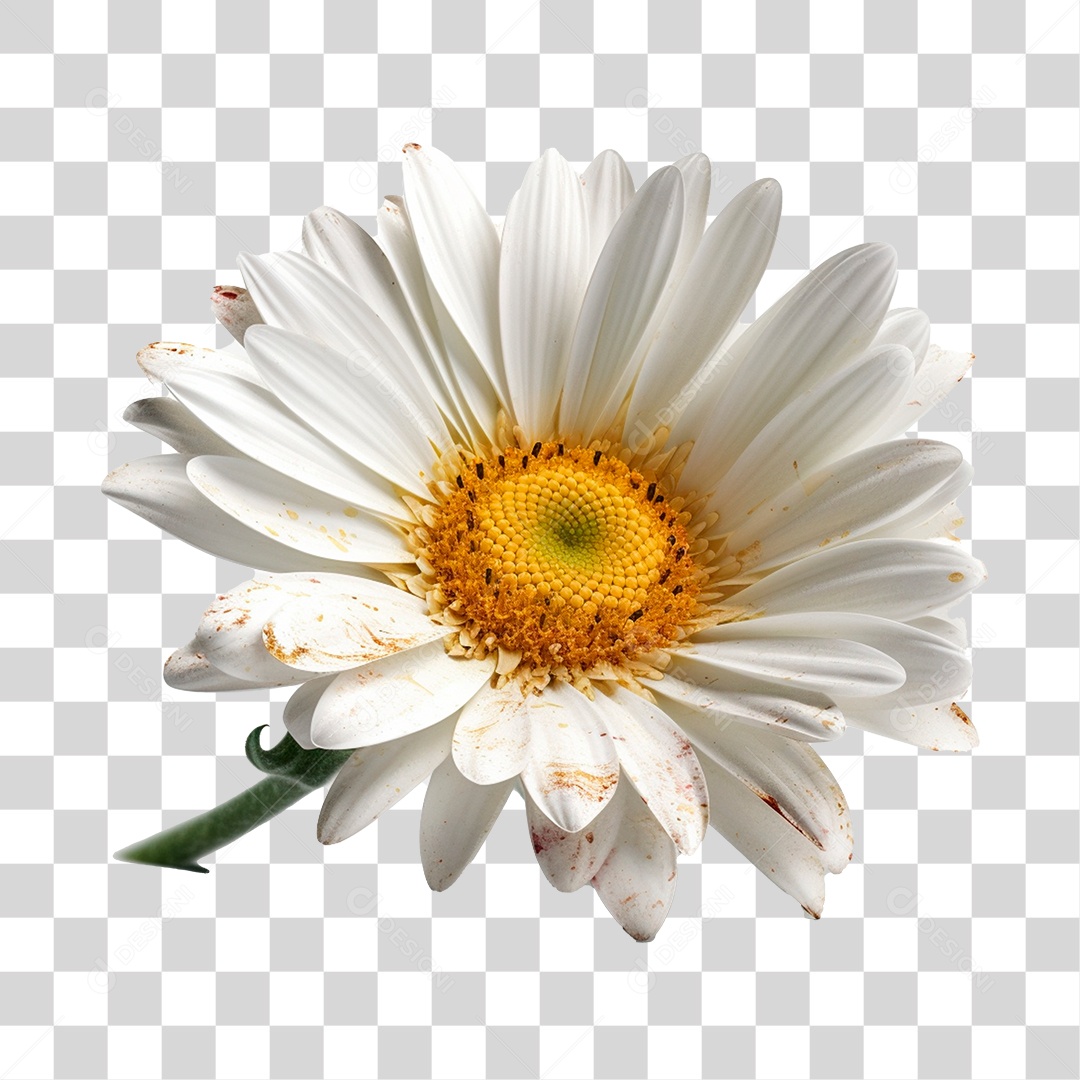 Gerbera Flor Branca PNG Transparente
