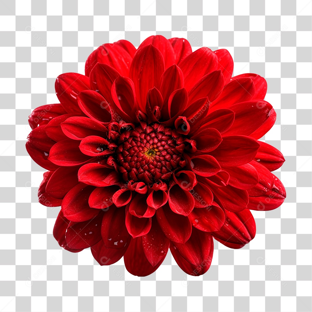 Flor Vermelha PNG Transparente