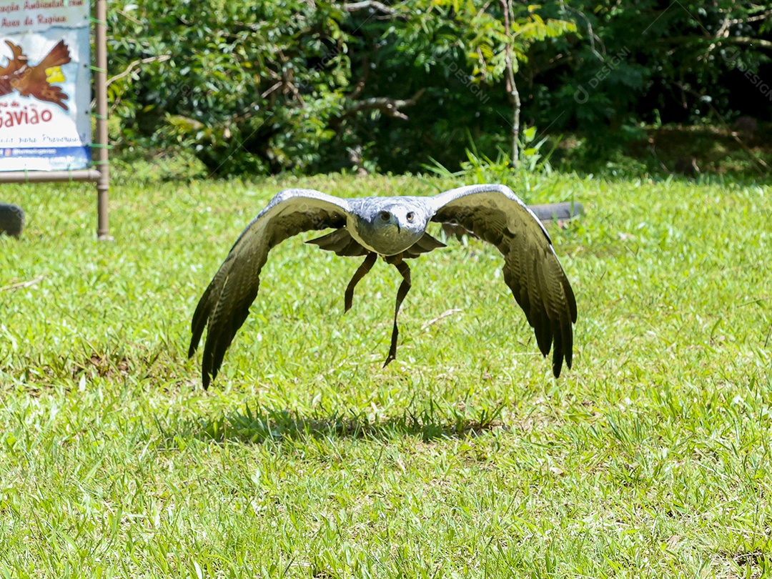 Gavião sobre campo verde fundo desfocado