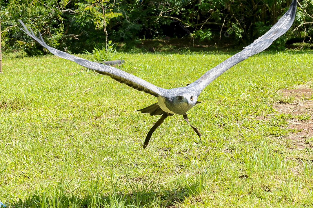 Gavião sobre campo verde fundo desfocado