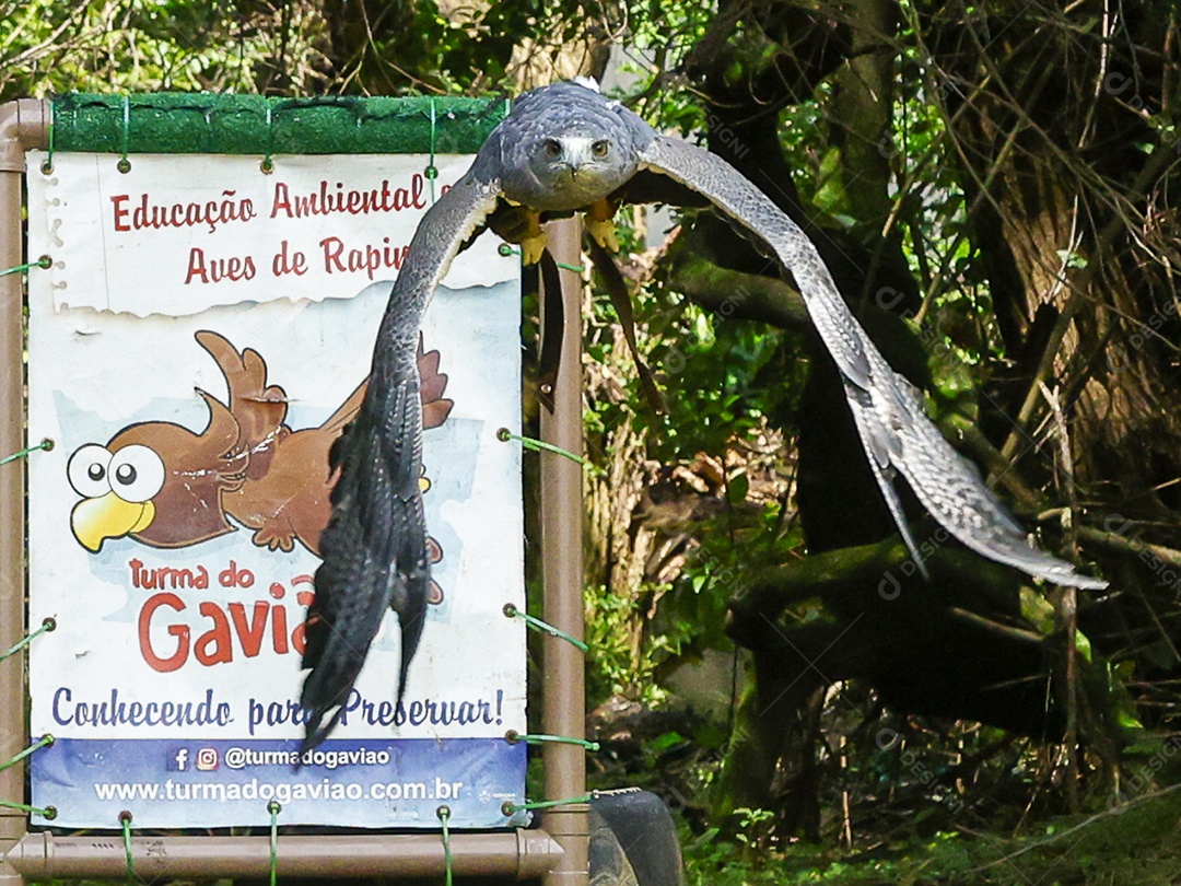 Gavião sobre campo verde fundo desfocado