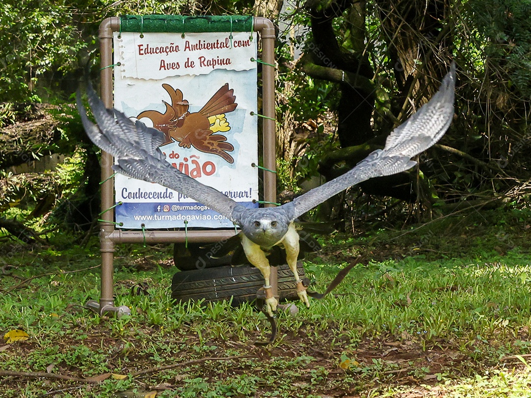 Gavião sobre campo verde fundo desfocado