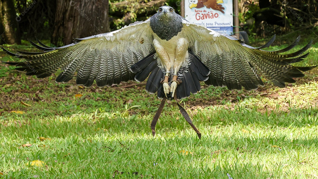 Gavião sobre campo verde fundo desfocado