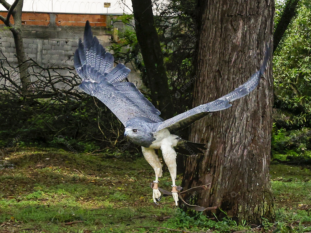 Gavião sobre campo verde fundo desfocado