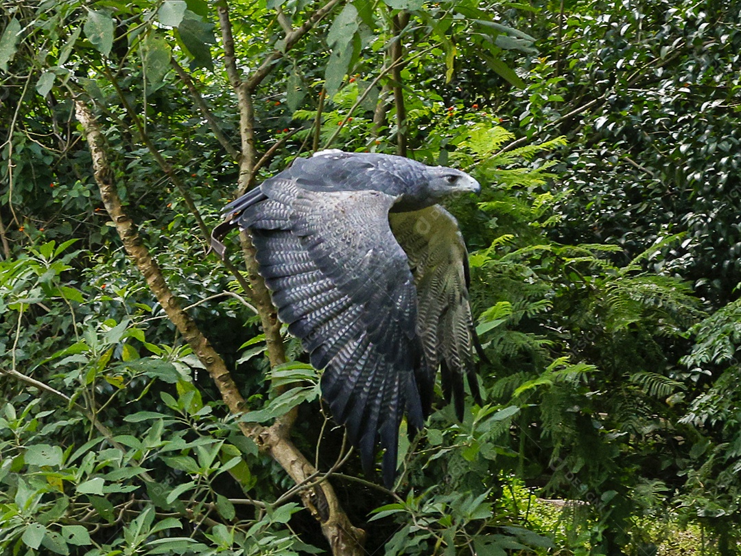 Gavião sobre campo verde fundo desfocado