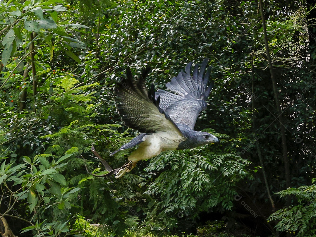 Gavião sobre campo verde fundo desfocado