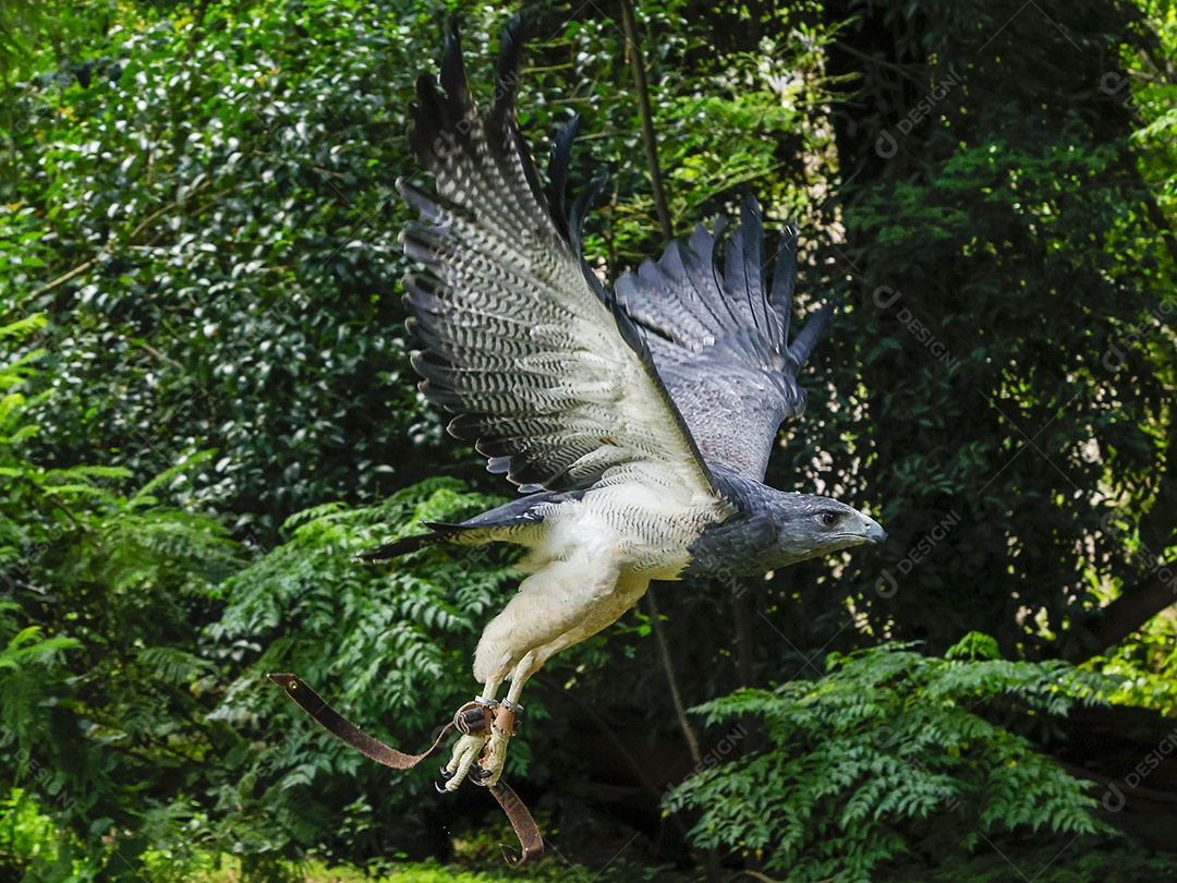 Gavião sobre campo verde fundo desfocado