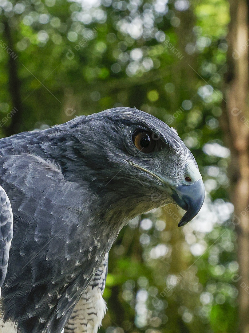 Gavião sobre campo verde fundo desfocado
