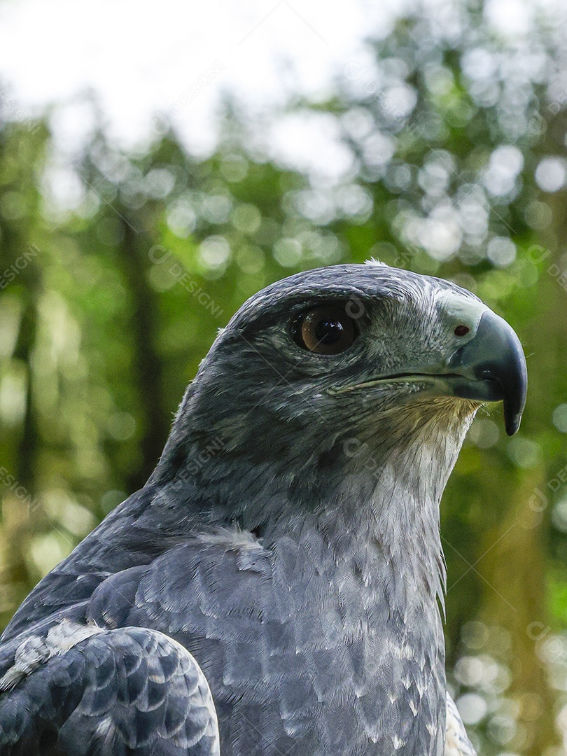Gavião sobre campo verde fundo desfocado