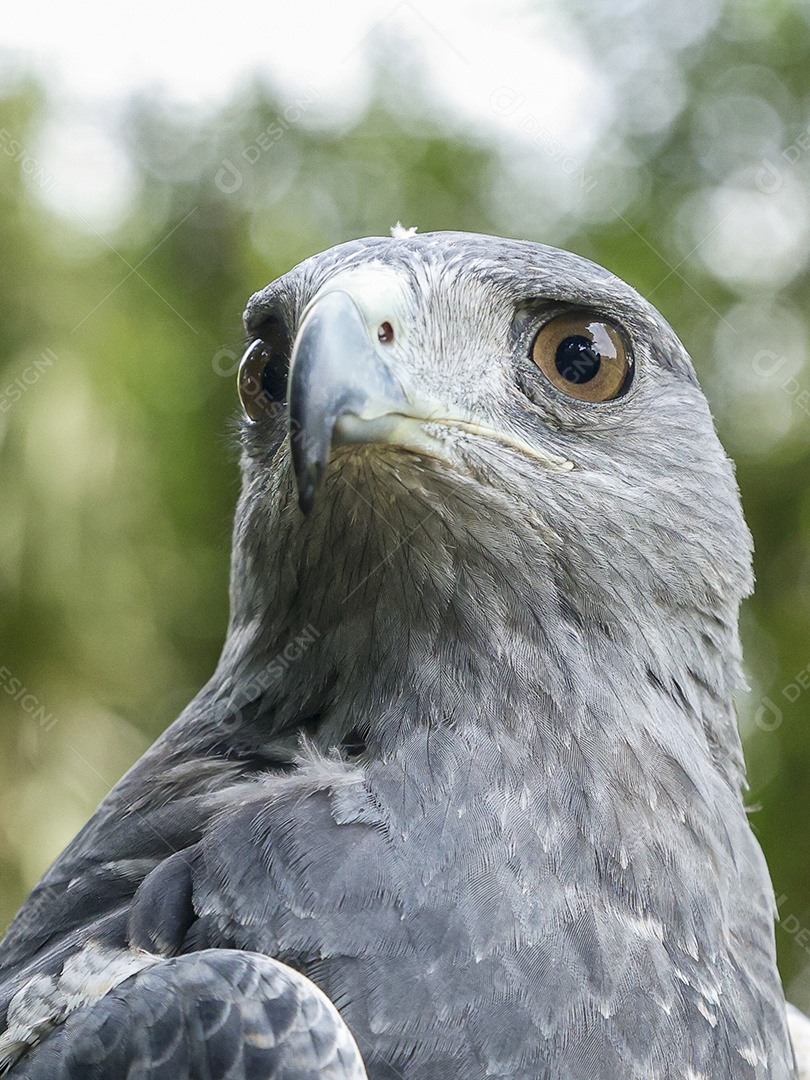Gavião sobre campo verde fundo desfocado