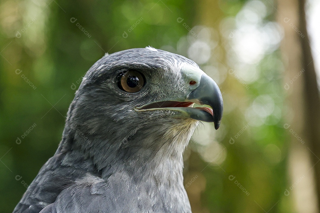 Gavião sobre campo verde fundo desfocado