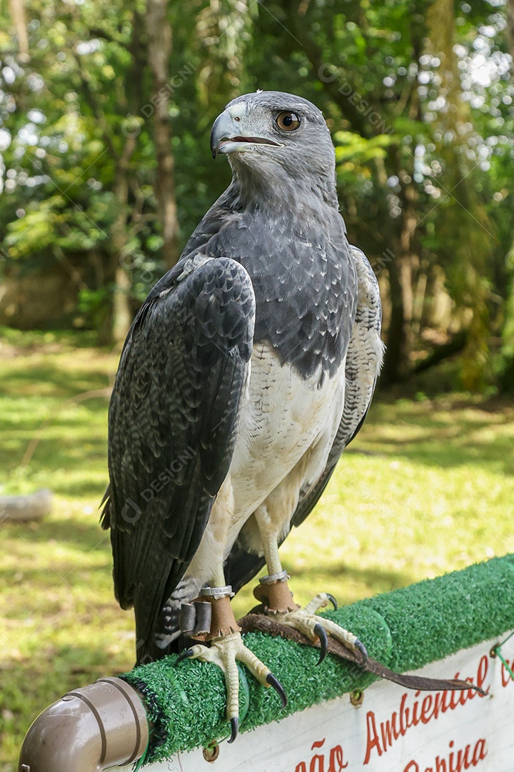 Gavião sobre campo verde fundo desfocado