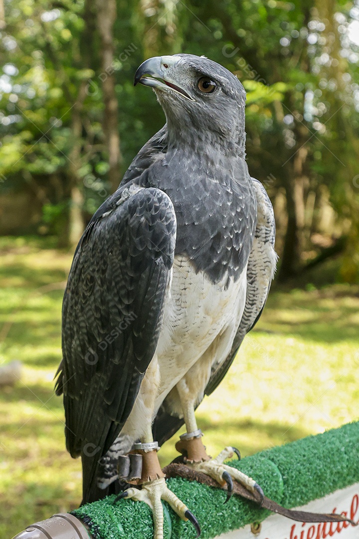 Gavião sobre campo verde fundo desfocado
