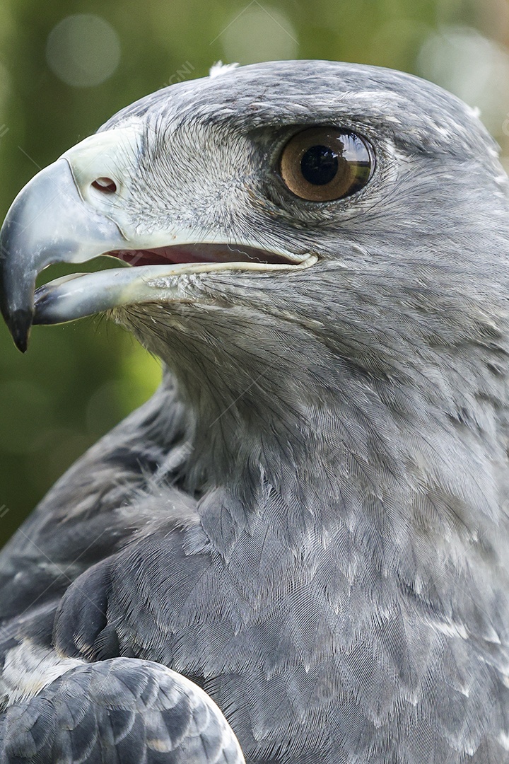 Gavião sobre campo verde fundo desfocado