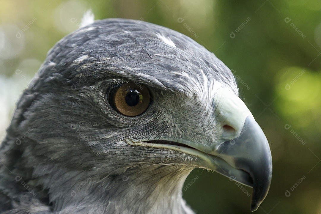 Gavião sobre campo verde fundo desfocado
