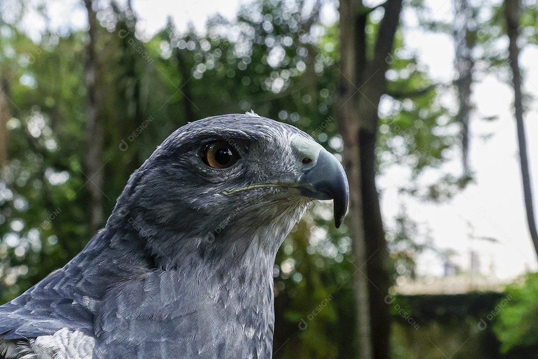 Homem jovem sobre campo verde com seu animal de estimação águia