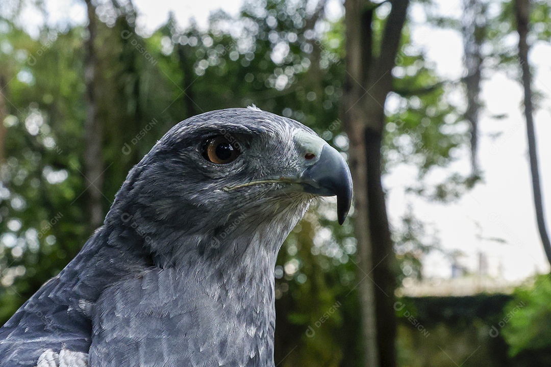Homem jovem sobre campo verde com seu animal de estimação águia