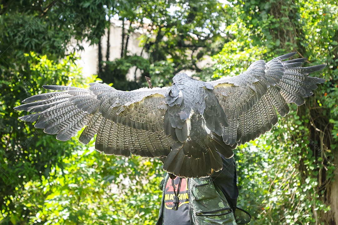 Homem jovem sobre campo verde com seu animal de estimação águia