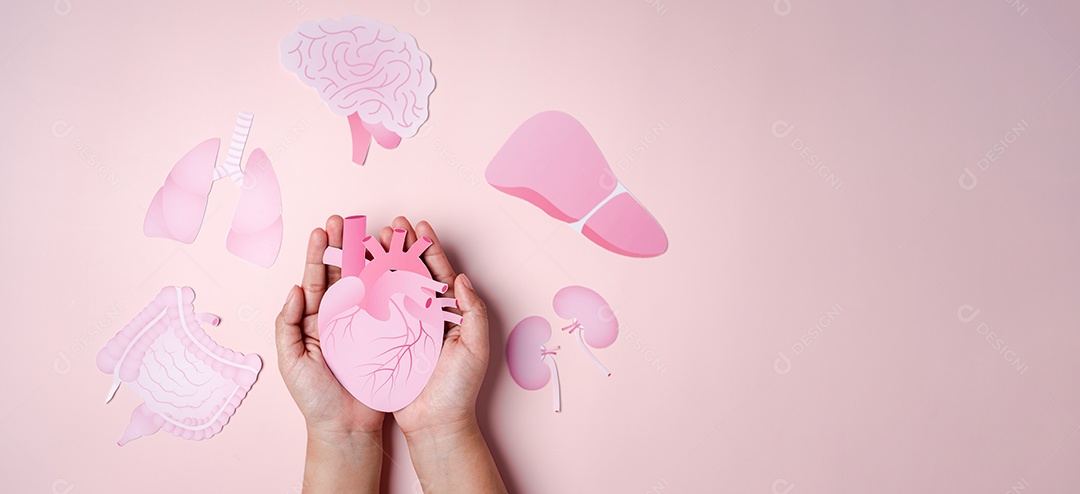 Conceito de doação de órgãos, mãos segurando coração