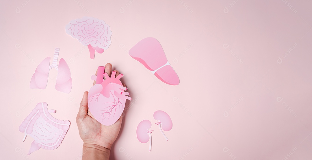 Conceito de doação de órgãos, mãos segurando coração