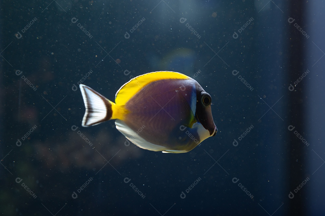 Peixes marinhos em aquário de recife e rocha viva