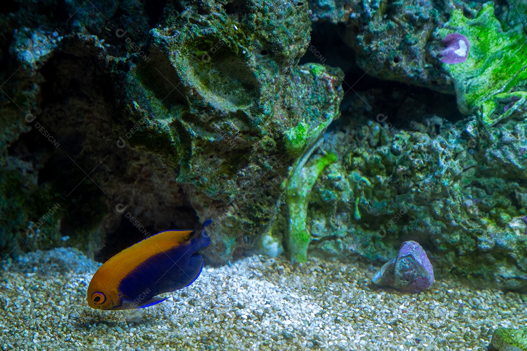 Peixes marinhos em aquário de recife e rocha viva