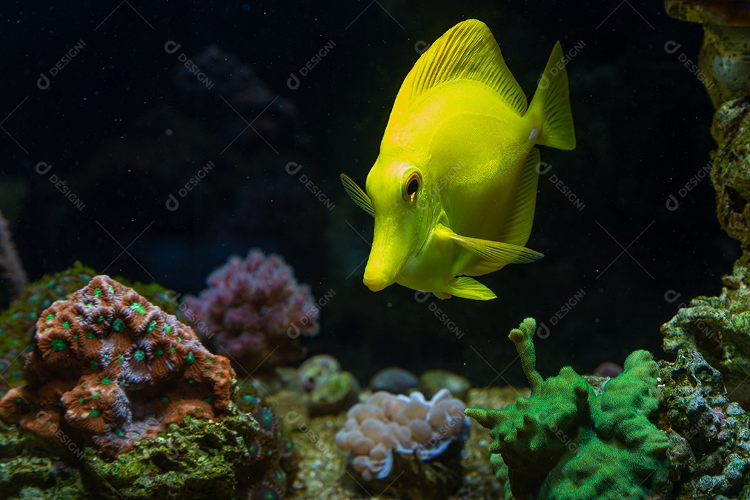 Peixes marinhos em aquário de recife e rocha viva