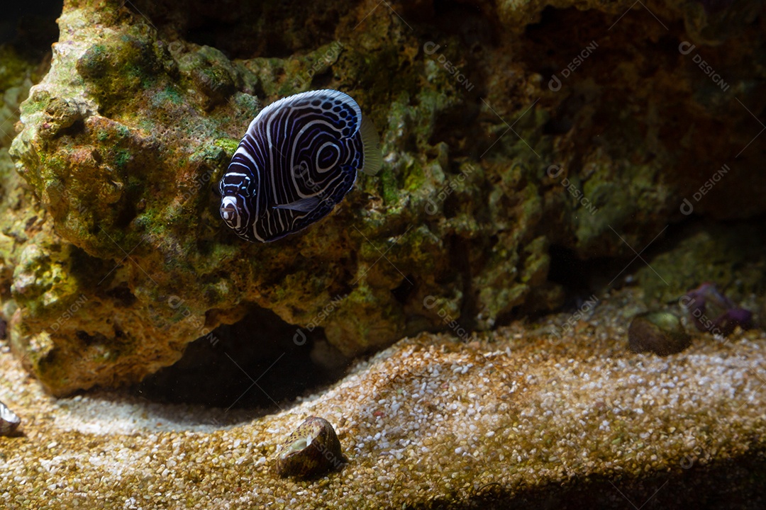 Peixes marinhos em aquário de recife e rocha viva