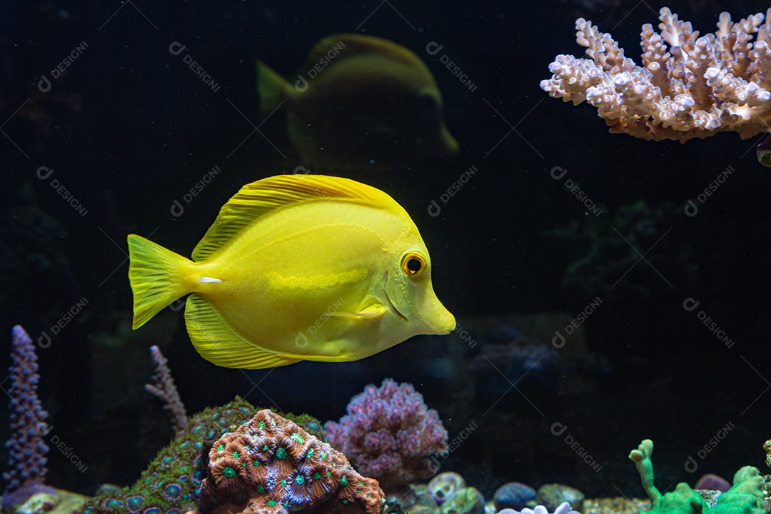 Peixes marinhos em aquário de recife e rocha viva