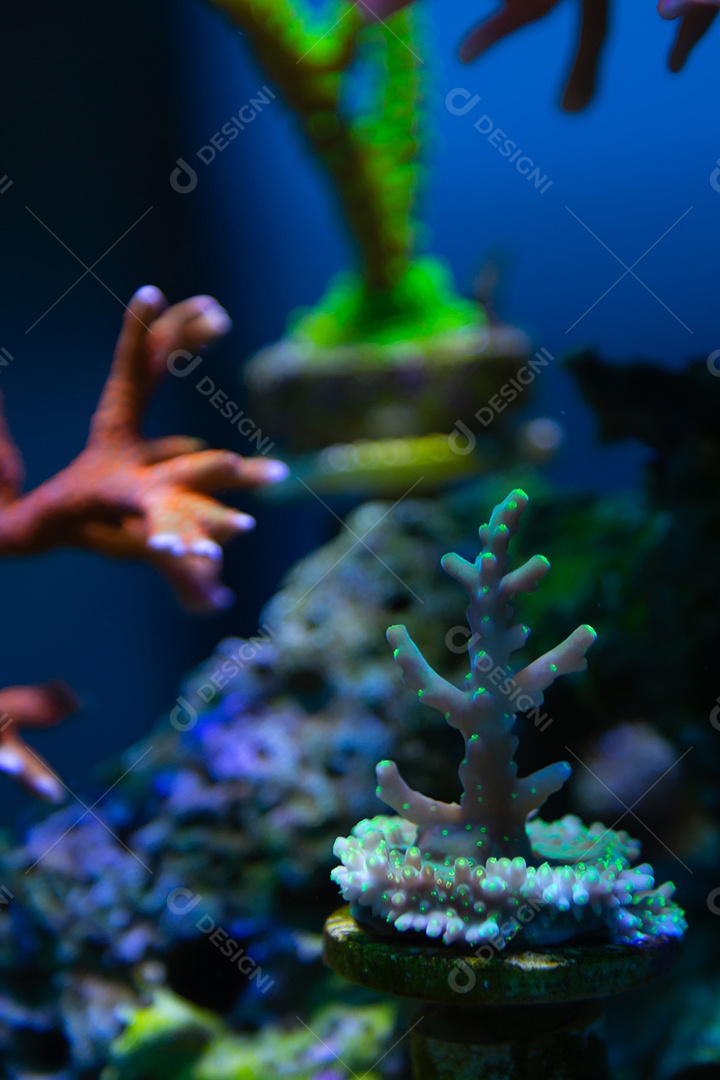 Peixes marinhos em aquário de recife e rocha viva