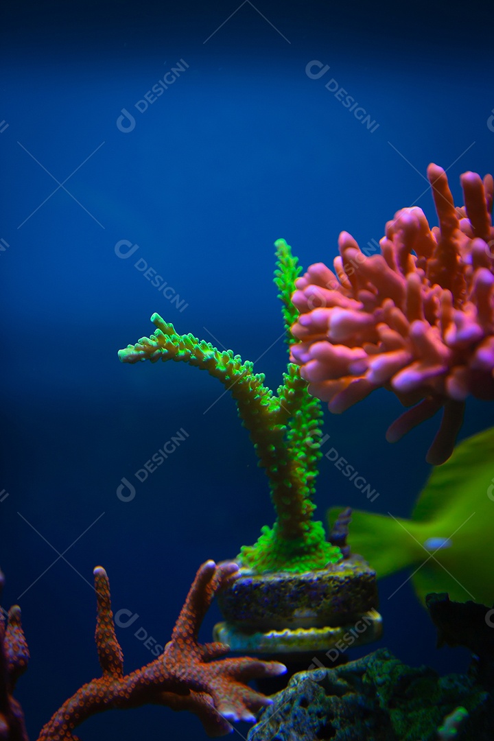 Peixes marinhos em aquário de recife e rocha viva