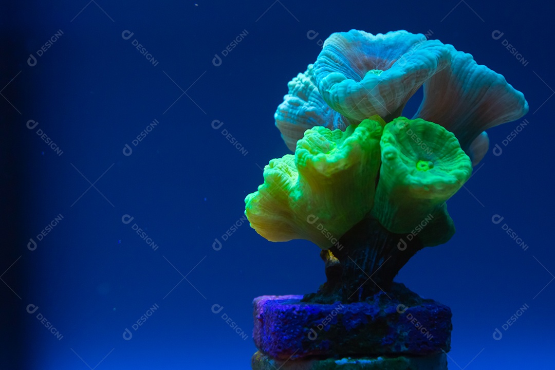 Peixes marinhos em aquário de recife e rocha viva