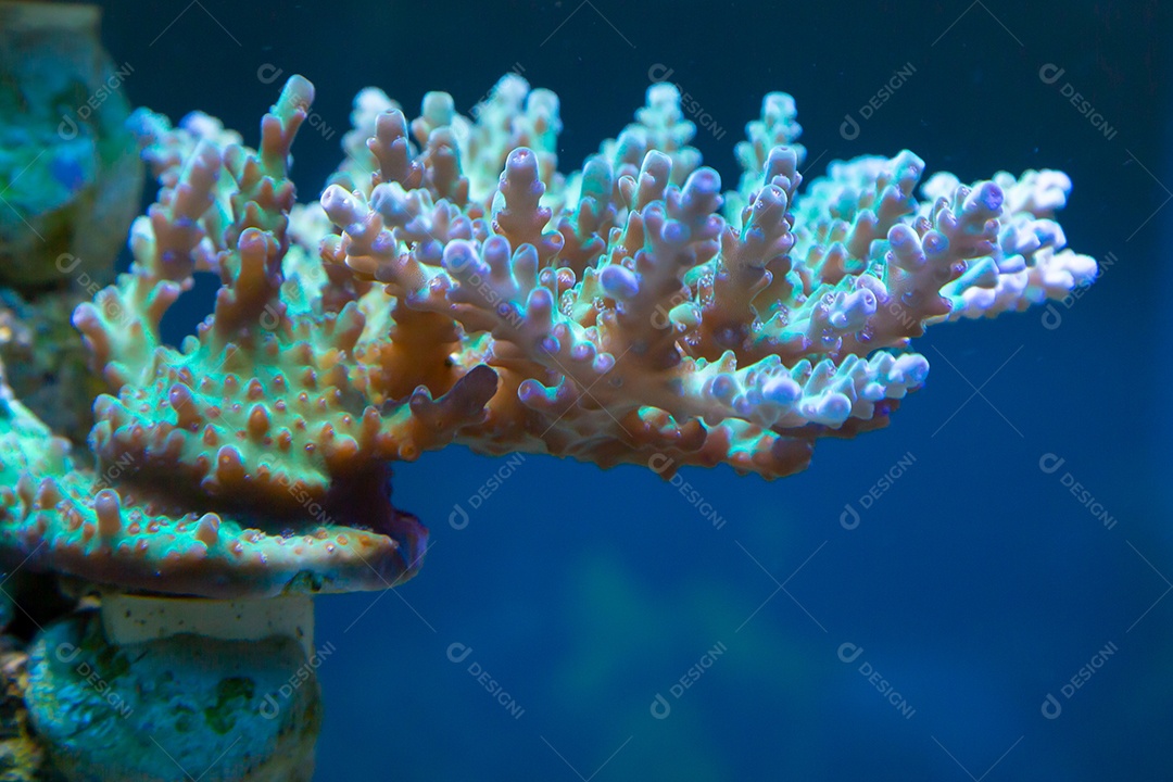 Peixes marinhos em aquário de recife e rocha viva