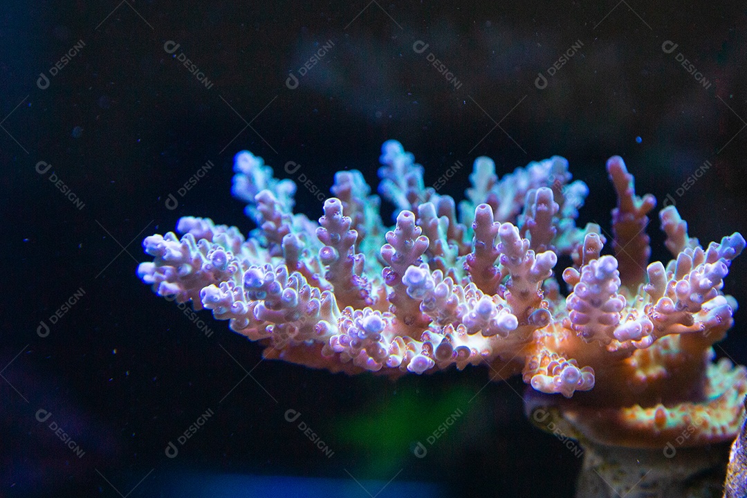 Peixes marinhos em aquário de recife e rocha viva